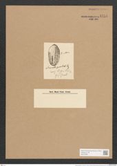 Surirella praetexta Ehr. (de-Toni-Nr.: Genus 53, Species 2302) Zeichnungen Sammlung Grunow Nr. 4753 (NHMW-BOT-W0372867)